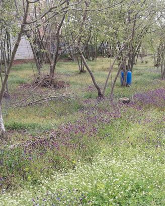 Terreno agricolo pianeggiante