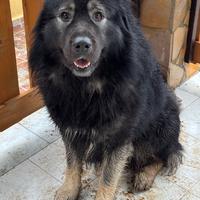 Cuccioli incrocio caucaso