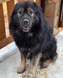 Cuccioli incrocio caucaso