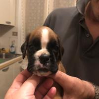 Cuccioli di boxer