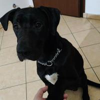LAIKA simil cane corso