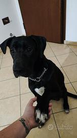 LAIKA simil cane corso