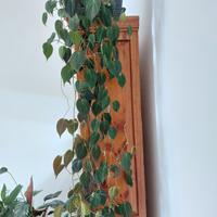 Pianta Philodendron scadens 'Mican' di 1.5 metri