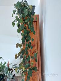 Pianta Philodendron scadens 'Mican' di 1.5 metri