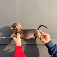 Cuccioli di bassotto color blu