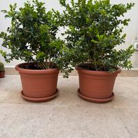 Pianta sempreverde siepe bosso