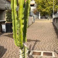 Cactus euphorbia ingens