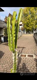 Cactus euphorbia ingens