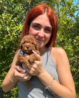 Barboncini Toy Red in consegna a Settembre