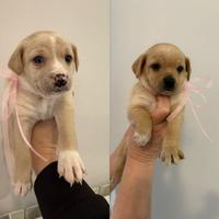 Cuccioli meticci