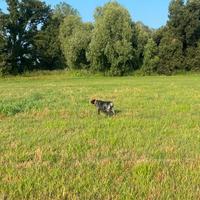 Bracco Tedesco pronta caccia