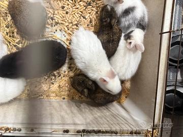 Conigli testa di leone nani