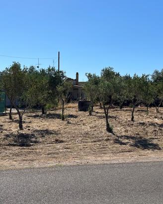 Piccolo oliveto bordo strada