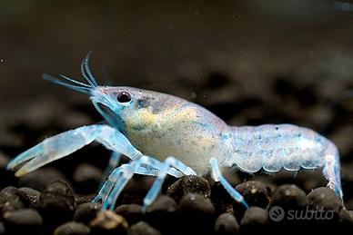 Cambarellus caridine e neocaridine