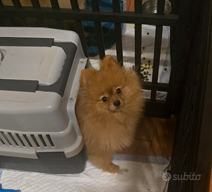 Volpino di pomerania nano