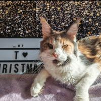 Maine Coon