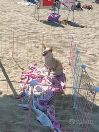 Chiwawa per monta