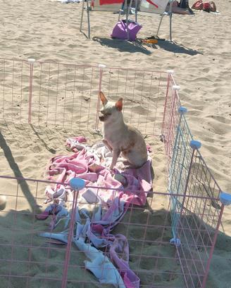 Chiwawa per monta
