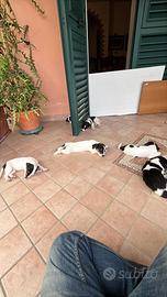 CUCCIOLI DI JACK Russell