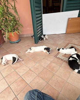 CUCCIOLI DI JACK Russell