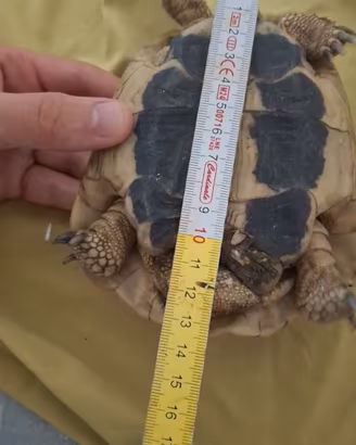 Tartarughe di terra coppia