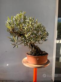 Bonsai
