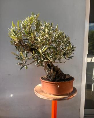 Bonsai