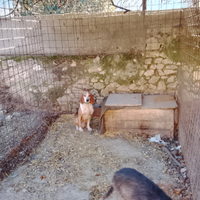 Maschio tricolore 7 anni