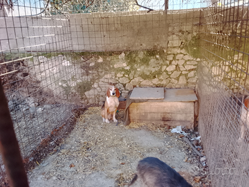 Maschio tricolore 7 anni