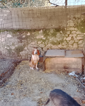 Maschio tricolore 7 anni