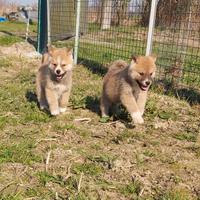 Akita inu