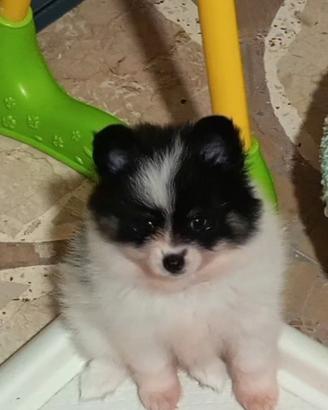 Spitz Pomerania leggi descrizione