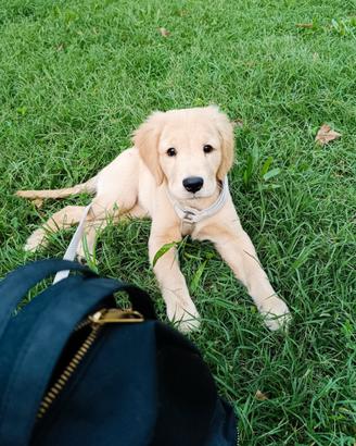 Disponibile cucciola Golden retriever