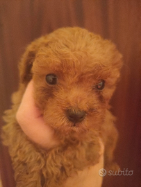 Barboncino maschietto Minitoy