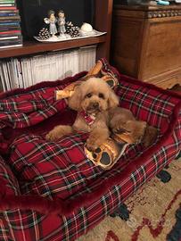 Barboncino red toy monta