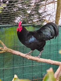 Galli di razza australorp