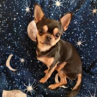 Chihuahua maschio