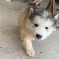 Alaskan Malamute