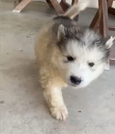 Alaskan Malamute