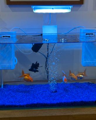 Acquario 20L Zolux Clear 40 completo di accessori