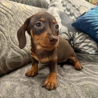 Cucciolo bassotto