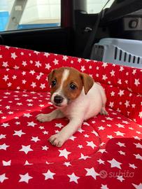 Cuccioli di jack russell con pedigree