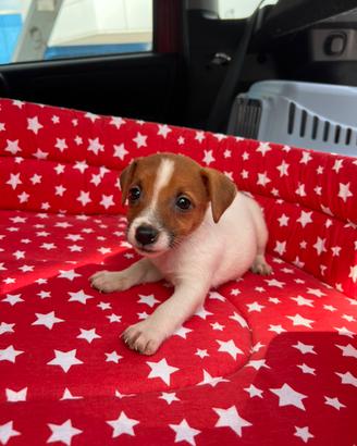Cuccioli di jack russell con pedigree