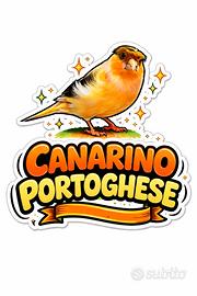 Canarino Portoghese