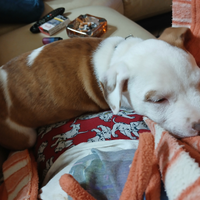 Cucciolata di pitbull rednose e bulldog