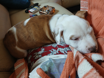 Cucciolata di pitbull rednose e bulldog