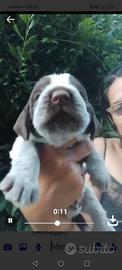 Spinone italiano con pedigree
