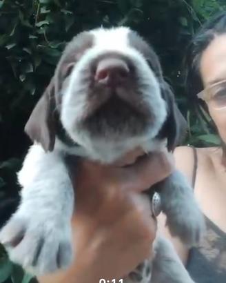 Spinone italiano con pedigree