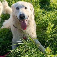 Tony anima dolce sta crescendo dentro un box