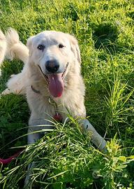 Tony anima dolce sta crescendo dentro un box